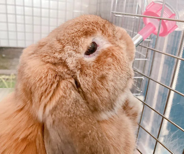 うさぎとの暮らしがより生活を快適に いい部屋ペット いい部屋ネット 公式 Note