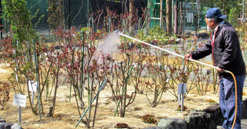 令和3年3月日 土 バラの消毒 伊勢の神宮ばら園 Note
