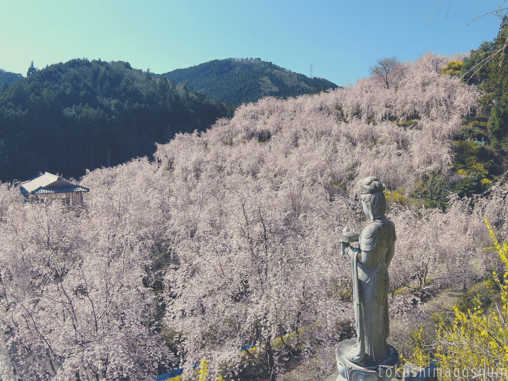 徳島県神山町は 日本一のしだれ桜の町 として町内にたくさん桜が植えられ 至るところに桜の名所が なかでも人気なのが ゆうかの里 持ち主のおじいちゃん自ら山を切り開き しだれ桜500本とレンギョウ2 Kanakana とくしま御朱印なび Note