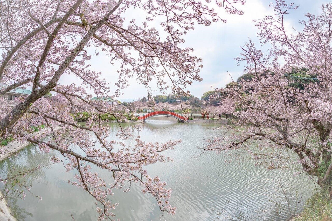 みんなでつくる春アルバム 桜|福岡県 中間市 公式note みんなでつくる春アルバム 桜|福岡県 中間市 公式note