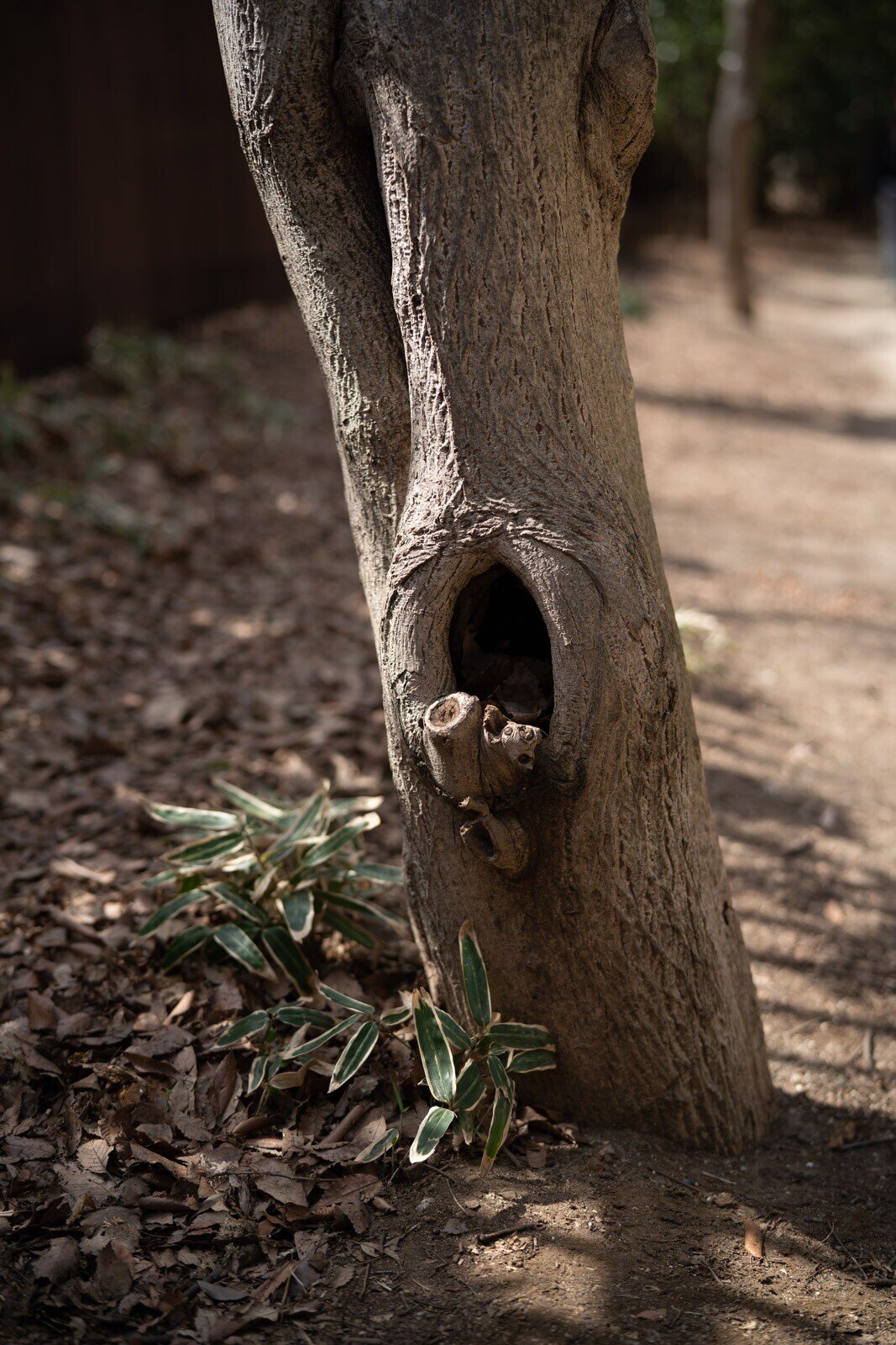 Planar T* FE 50mm F1.4 ZAとPlanar T* 50mm F1.4 ZA SSM|よしだ Planar T* FE 50mm F1.4 ZAとPlanar T* 50mm F1.4 ZA SSM|よしだ
