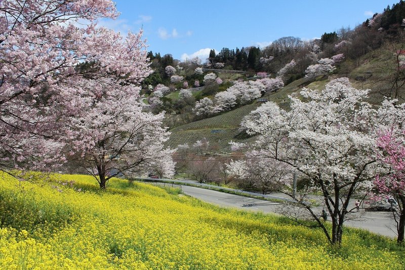2016年4月　山桜と菜の花の共演