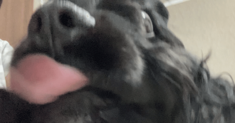 黒いモジャモジャ犬の宿命 だいな えでぃ Note 黒いモジャモジャ犬の宿命 だいな えでぃ Note