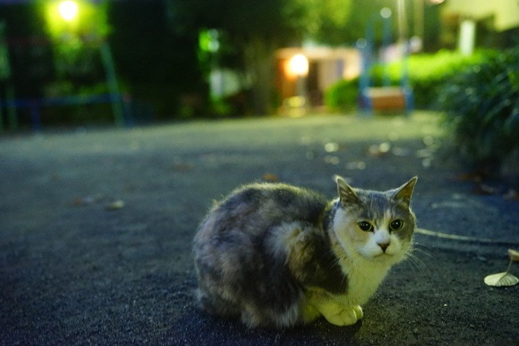 2015年11月、夕暮れの公園