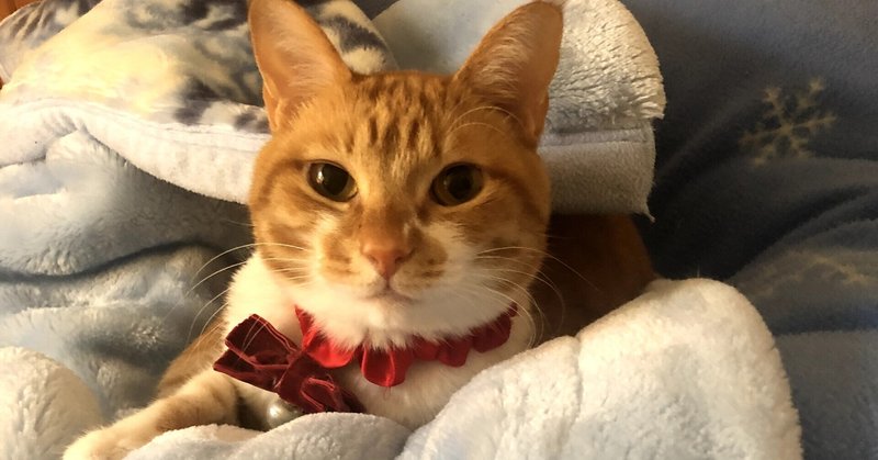 猫を飼う前に知っておきたい 猫を飼うメリット デメリット きなこもち Note