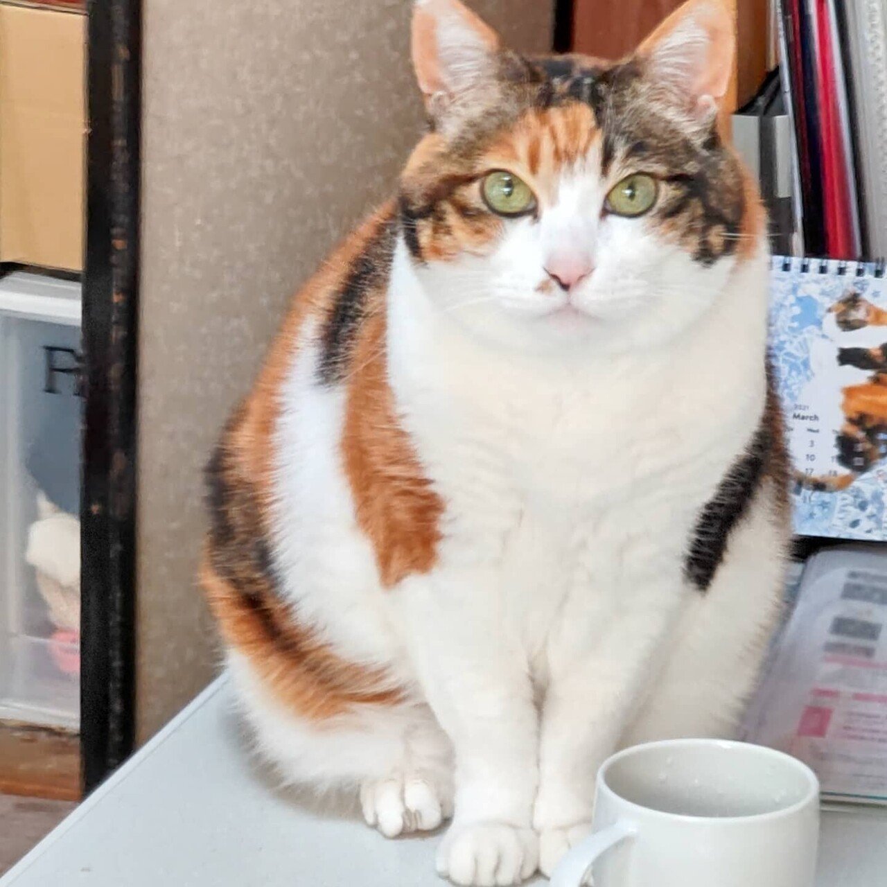 ミケねこ | なんかイチャイチャし始めるふたり🫢 #猫 #三毛猫