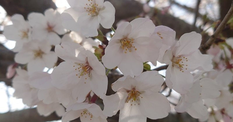 桜　さくら　ＳＡＫＵＲＡ