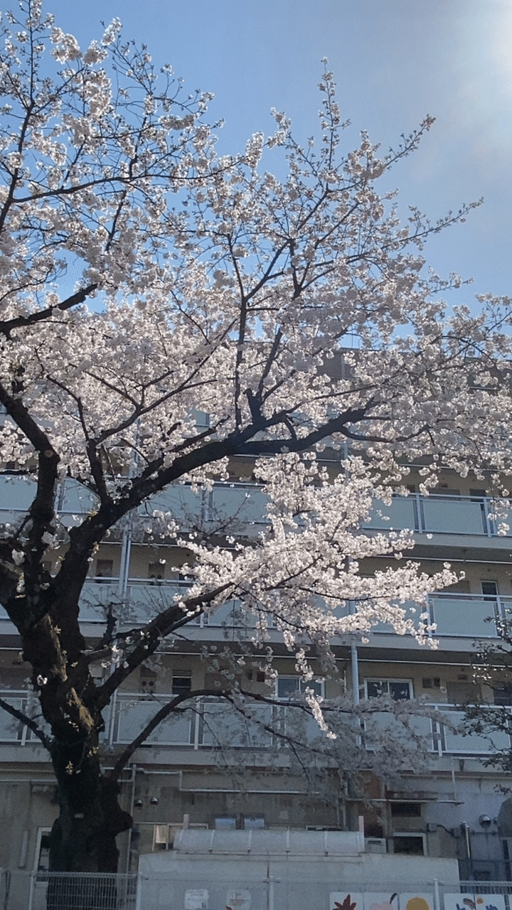 写真日記 戸山公園の桜 すーさん いちおう太鼓たたき Note