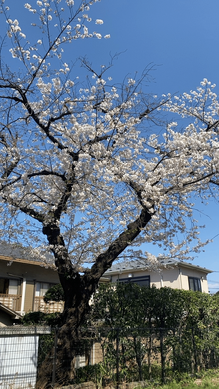 写真日記 戸山公園の桜 すーさん いちおう太鼓たたき Note 写真日記 戸山公園の桜 すーさん いちおう太鼓たたき Note