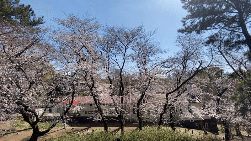 写真日記 戸山公園の桜 すーさん いちおう太鼓たたき Note