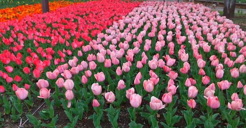 春の花に癒される Mikuna Note 春の花に癒される Mikuna Note