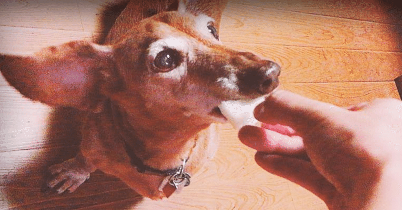 犬のために引越し先を探す旅 Naco Note