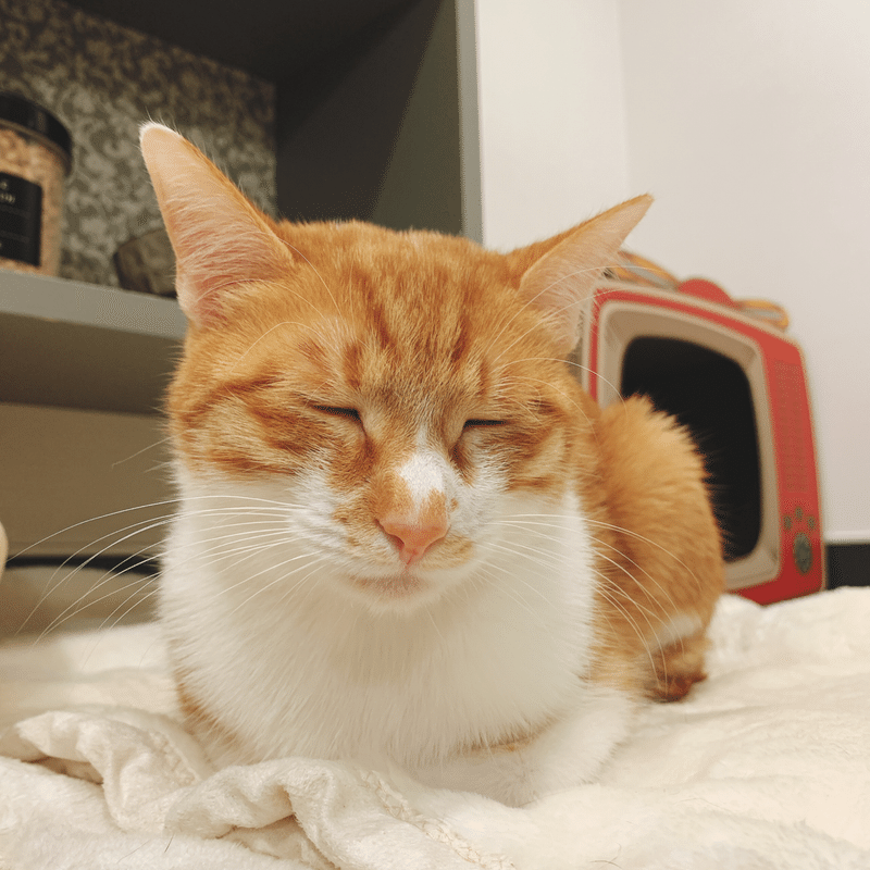 半年後に 保護猫さんを引き取ると決めた 事の起こり編 にし村 Note