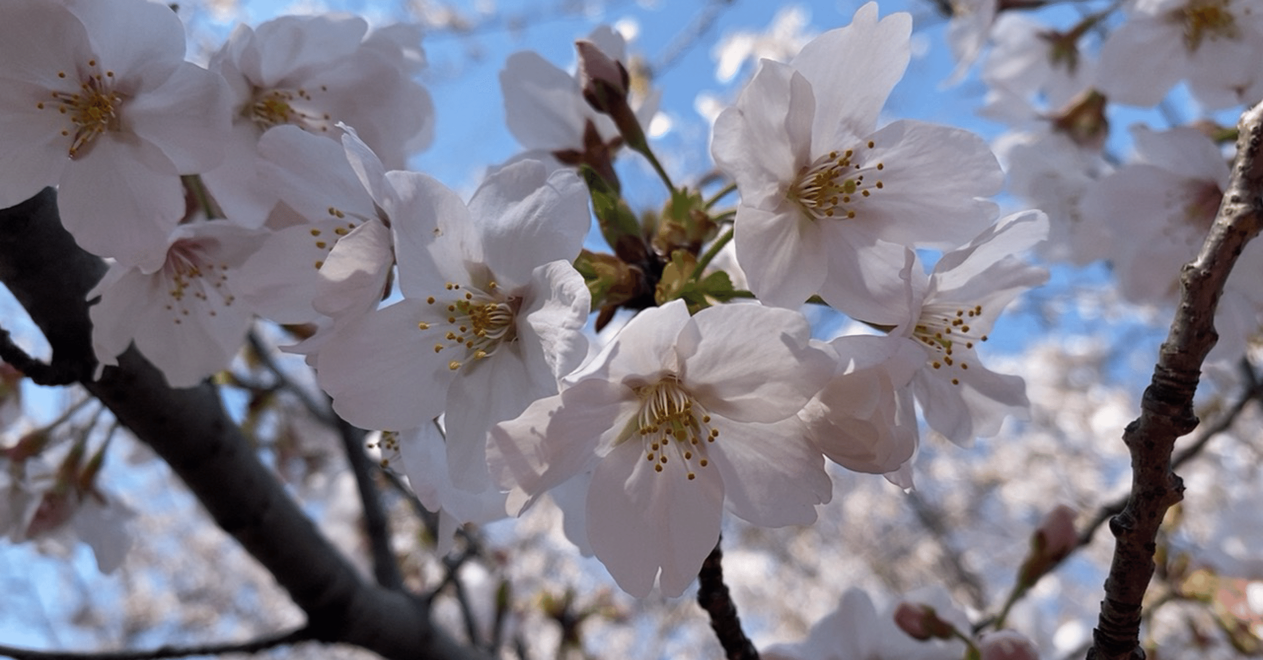 写真日記 戸山公園の桜 すーさん いちおう太鼓たたき Note