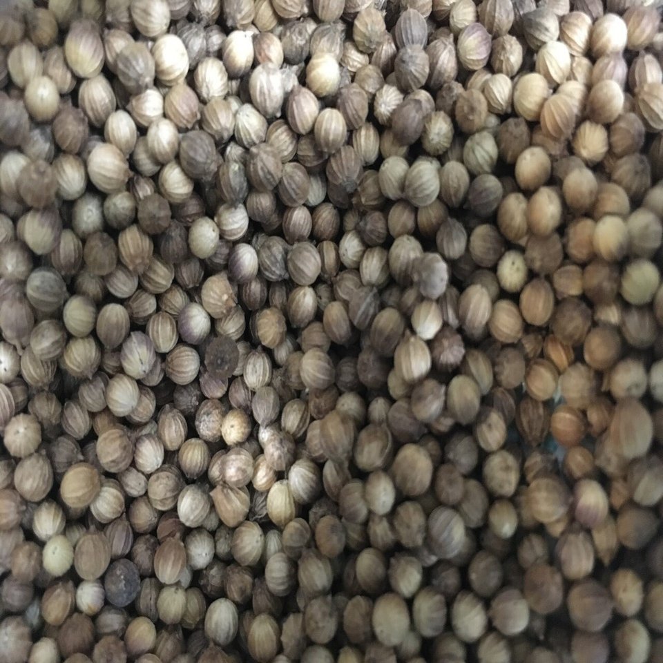 パクチー栽培に関するfaq というかpaq Paxi Note