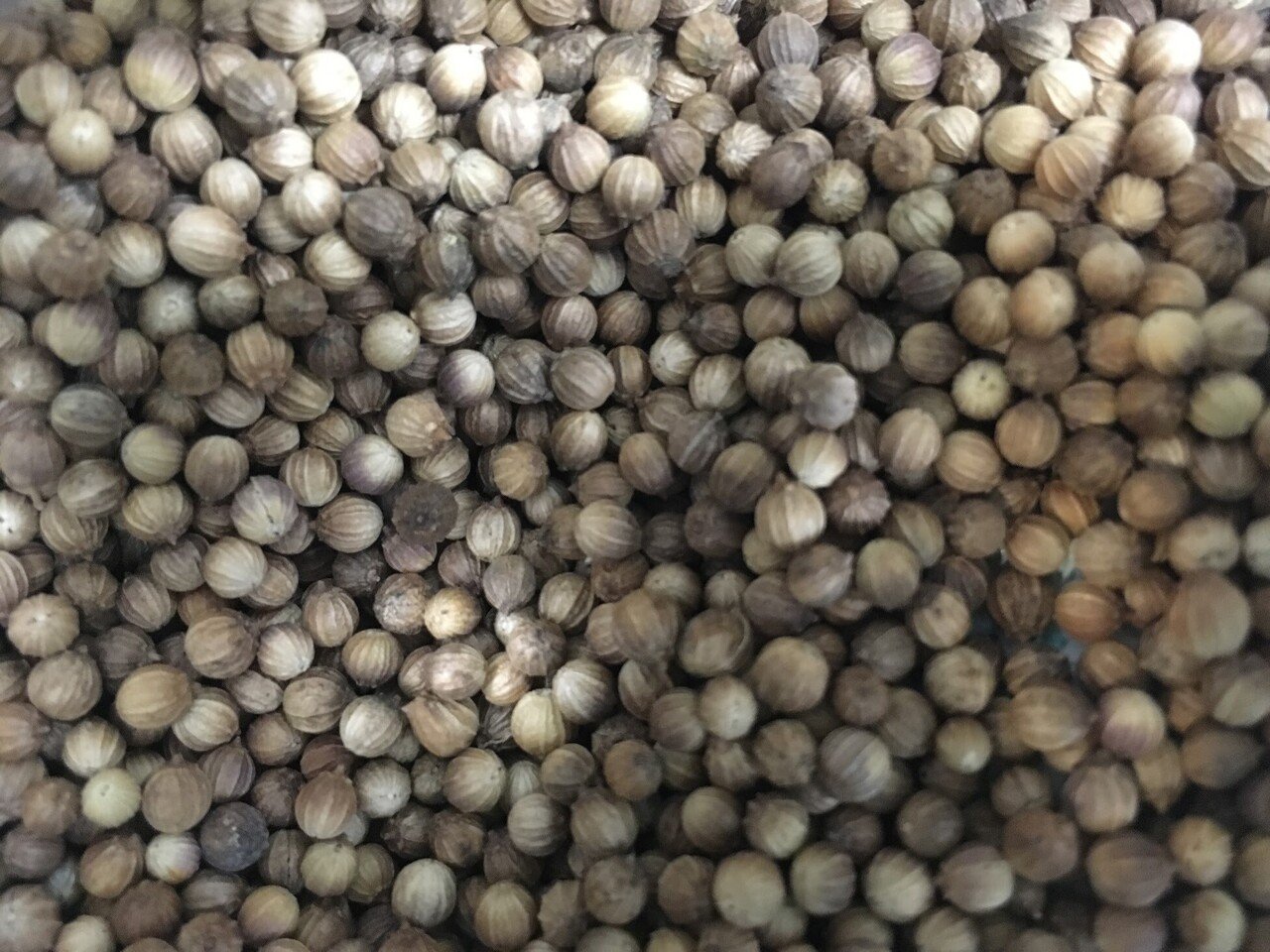 パクチー栽培に関するfaq というかpaq Paxi Note パクチー栽培に関するfaq というかpaq Paxi Note