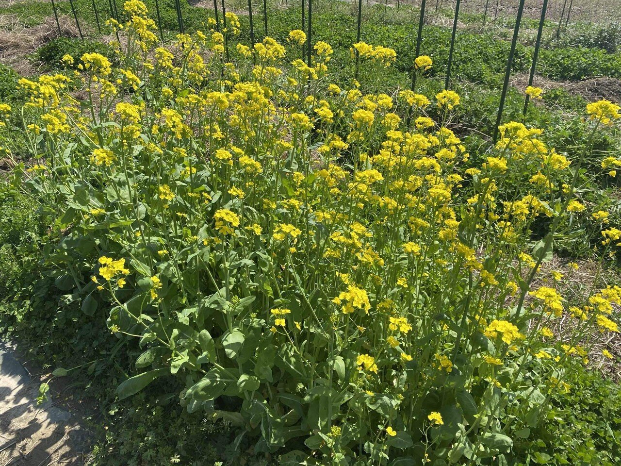 食べきれなかった小松菜の花が満開に ミツバチでいっぱいです ひらっち フリーライター 農家の経済自由人 Note