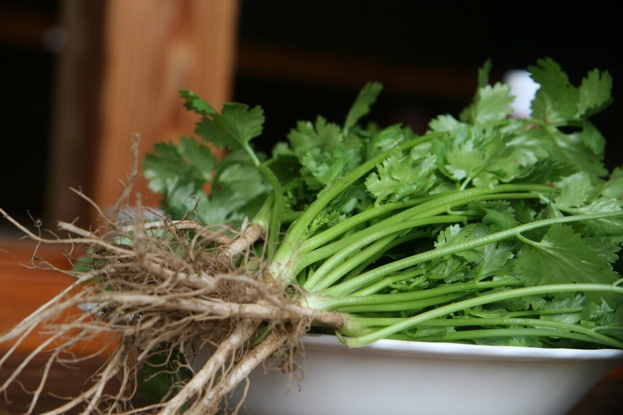 パクチー栽培に関するfaq というかpaq Paxi Note パクチー栽培に関するfaq というかpaq Paxi Note