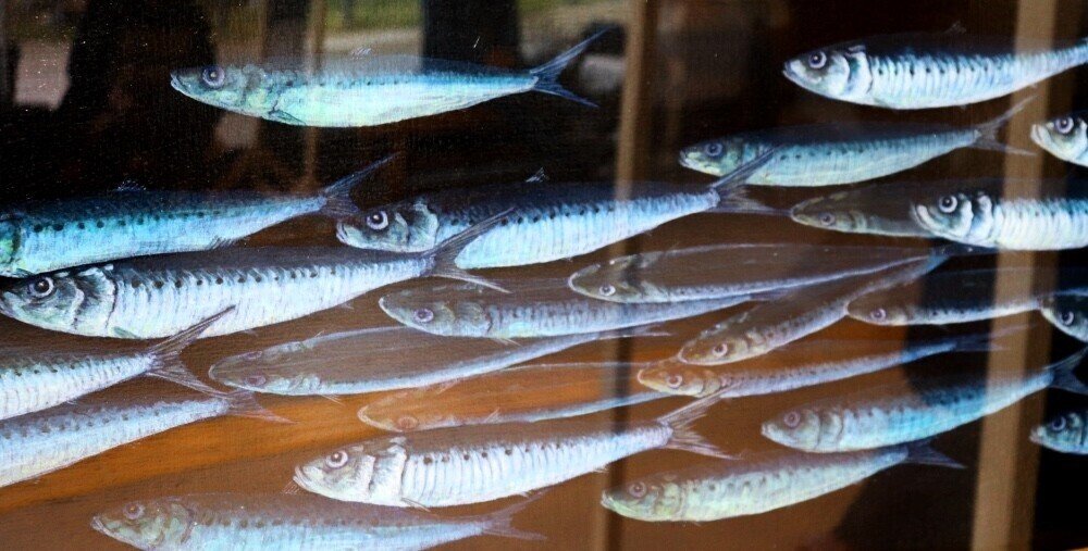 黄金に輝く幻の高級魚 金樽鰯を食べてみよう 宮津市広報 黄金に輝く幻の高級魚 金樽鰯を食べてみよう 宮津市広報