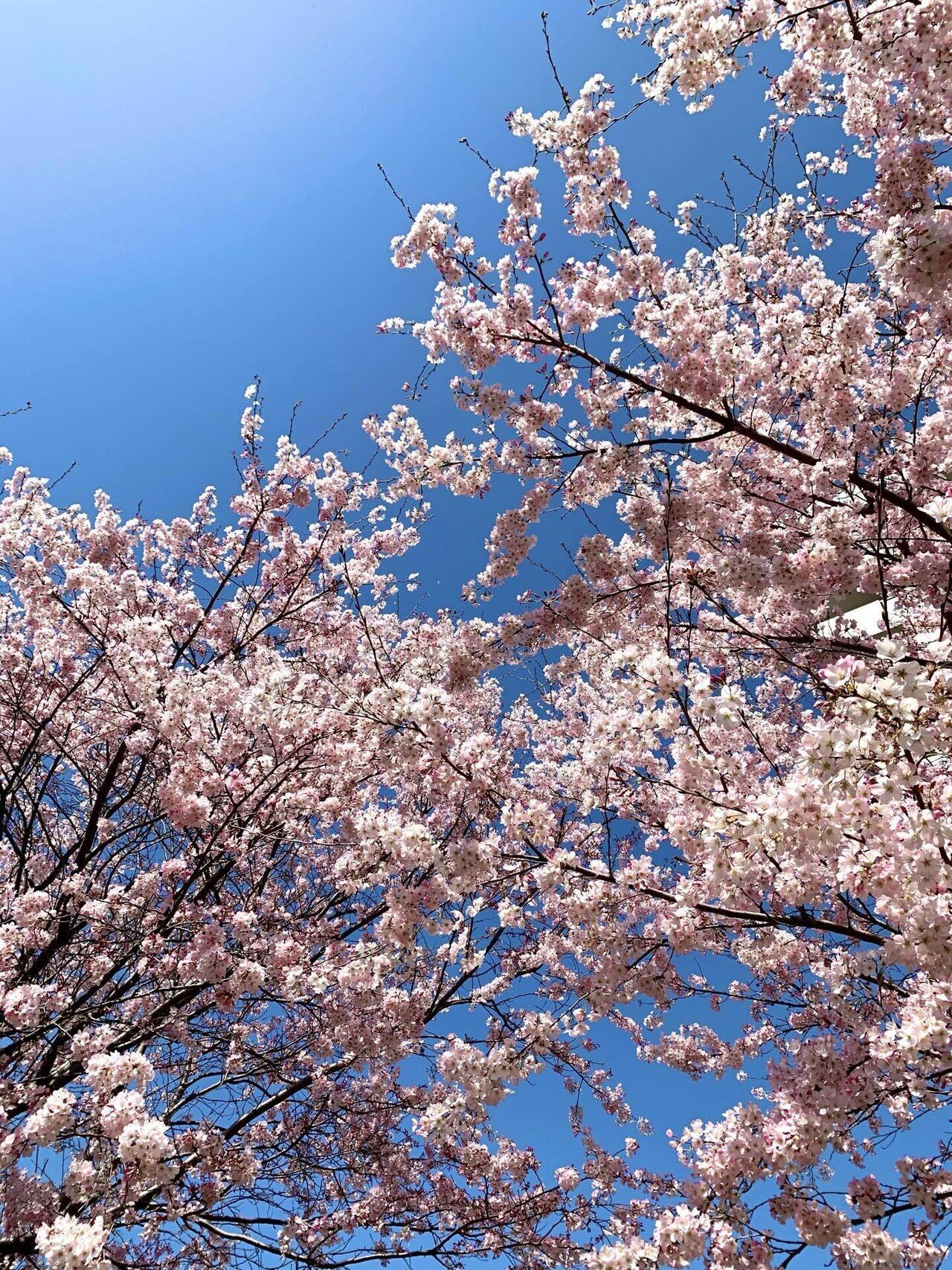 青空と桜 今日もお疲れ様でした ミクジ Note 青空と桜 今日もお疲れ様でした ミクジ Note