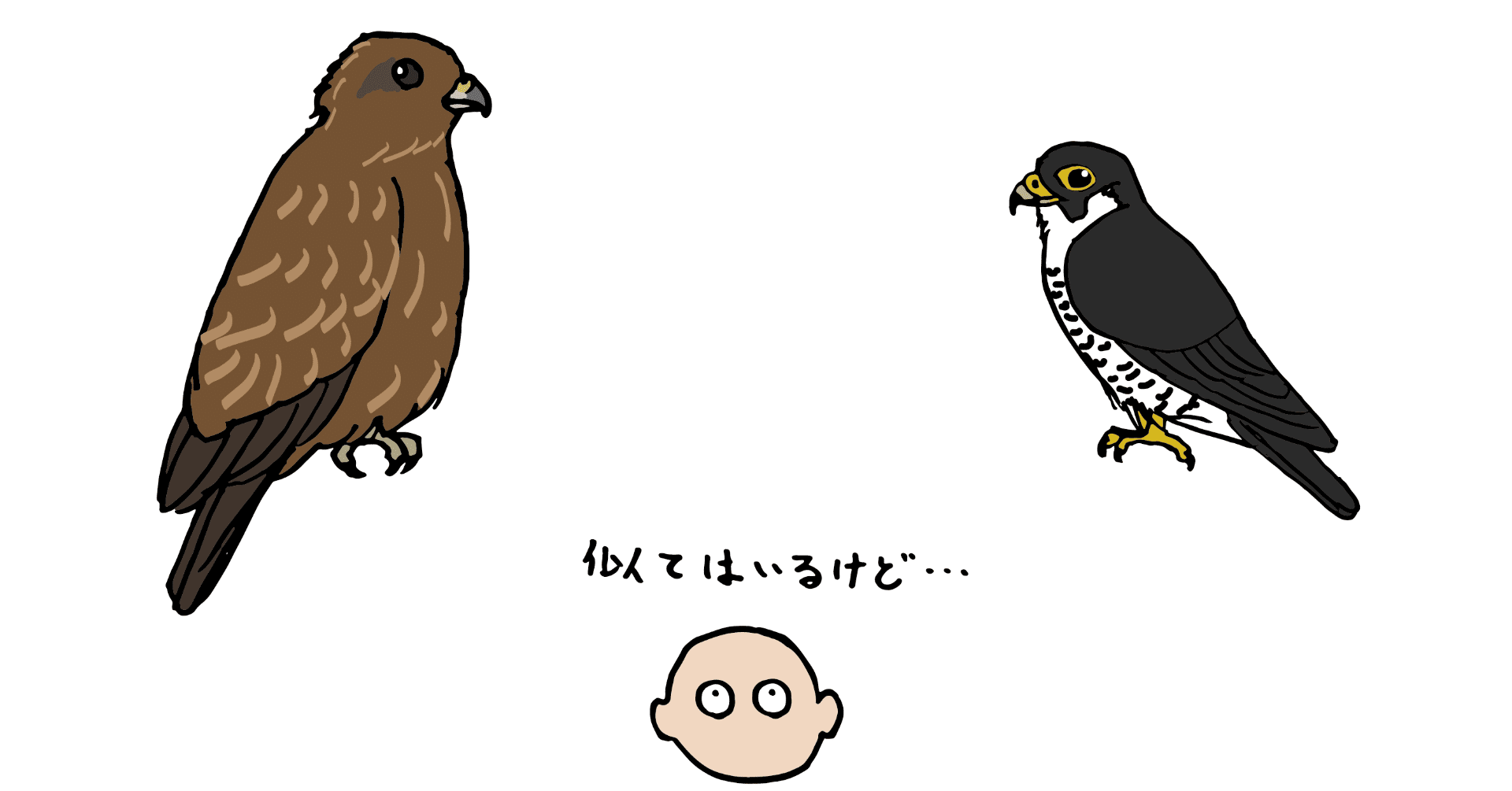 他人の空似 ハヤブサとトビの話 浜松科学館 みらいーら 他人の空似 ハヤブサとトビの話 浜松科学館 みらいーら