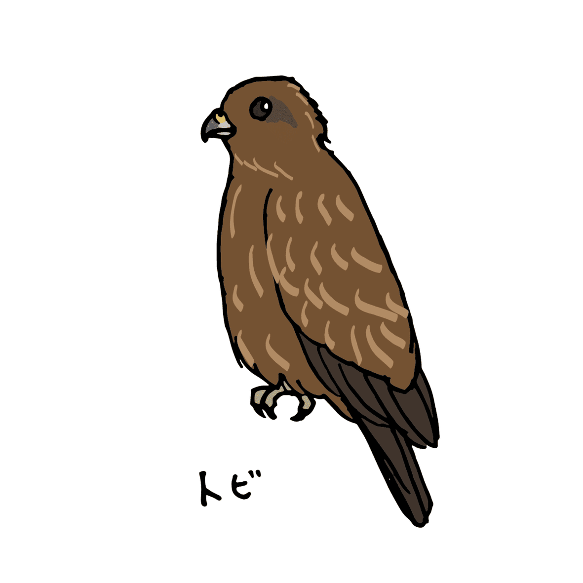 他人の空似 ハヤブサとトビの話 浜松科学館 みらいーら