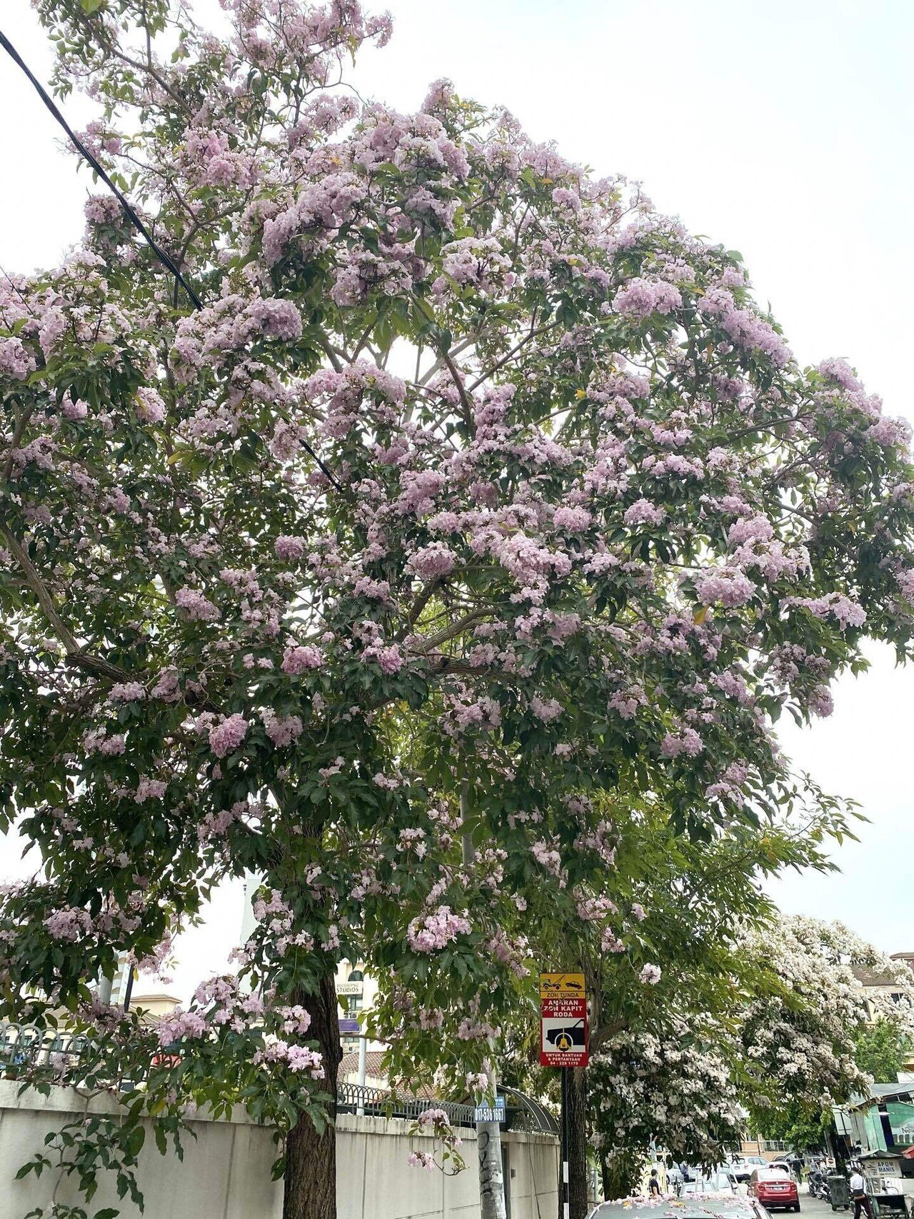 南国マレーシアでも桜が満開 Kaori 海外多言語子育て ペナン Note 南国マレーシアでも桜が満開 Kaori 海外多言語子育て ペナン Note