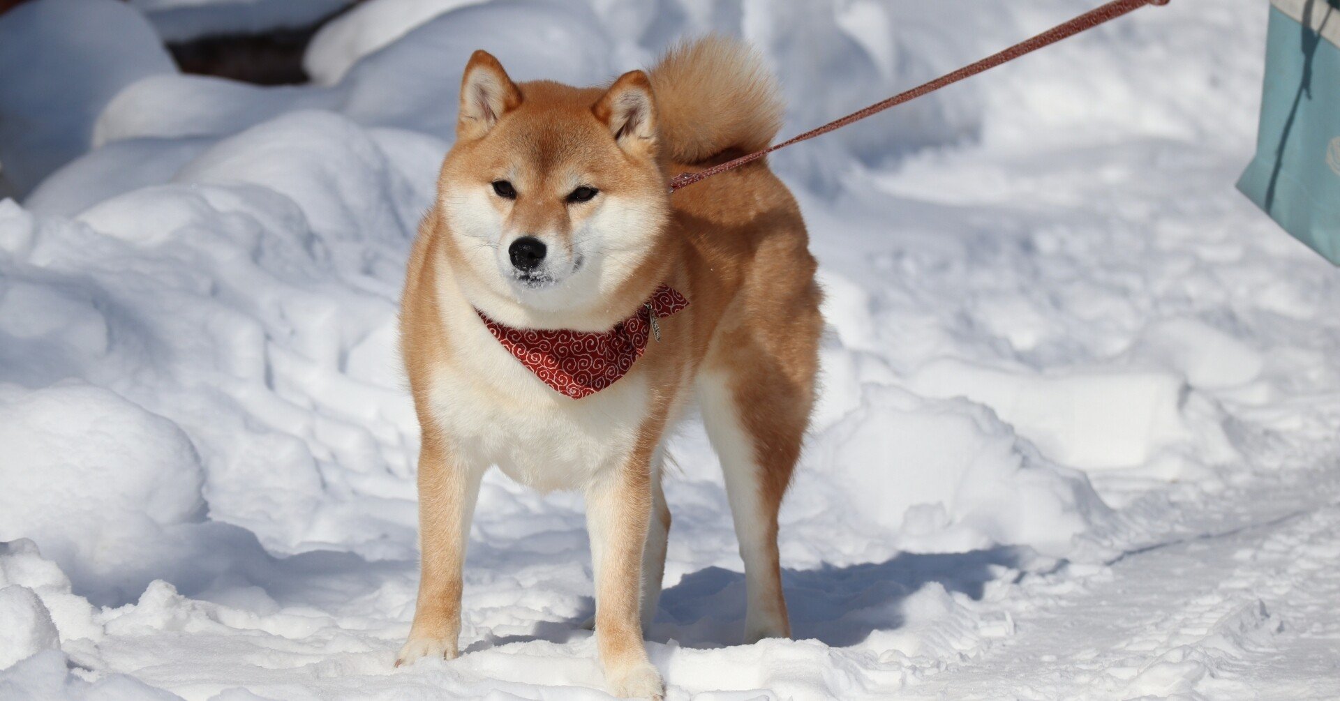 えーと とりあえず 東北なまり は かわいい ってことで良いんですかね しばいぬたろう Note