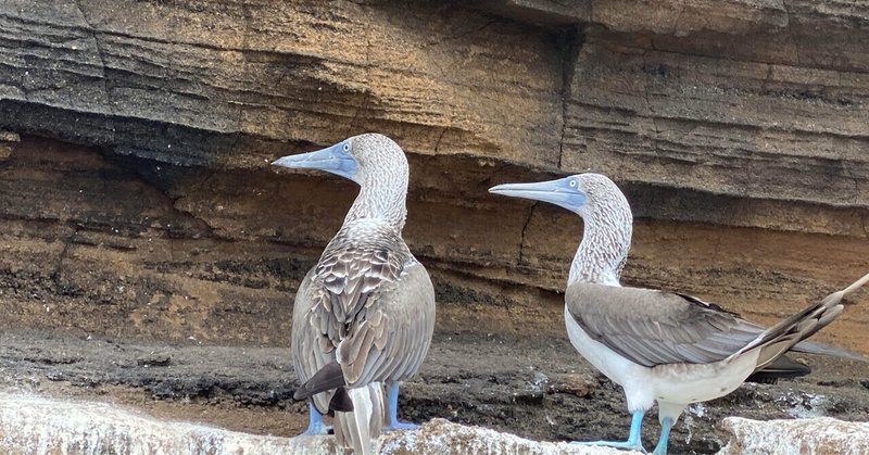 ガラパゴス諸島 ガラパゴス諸島