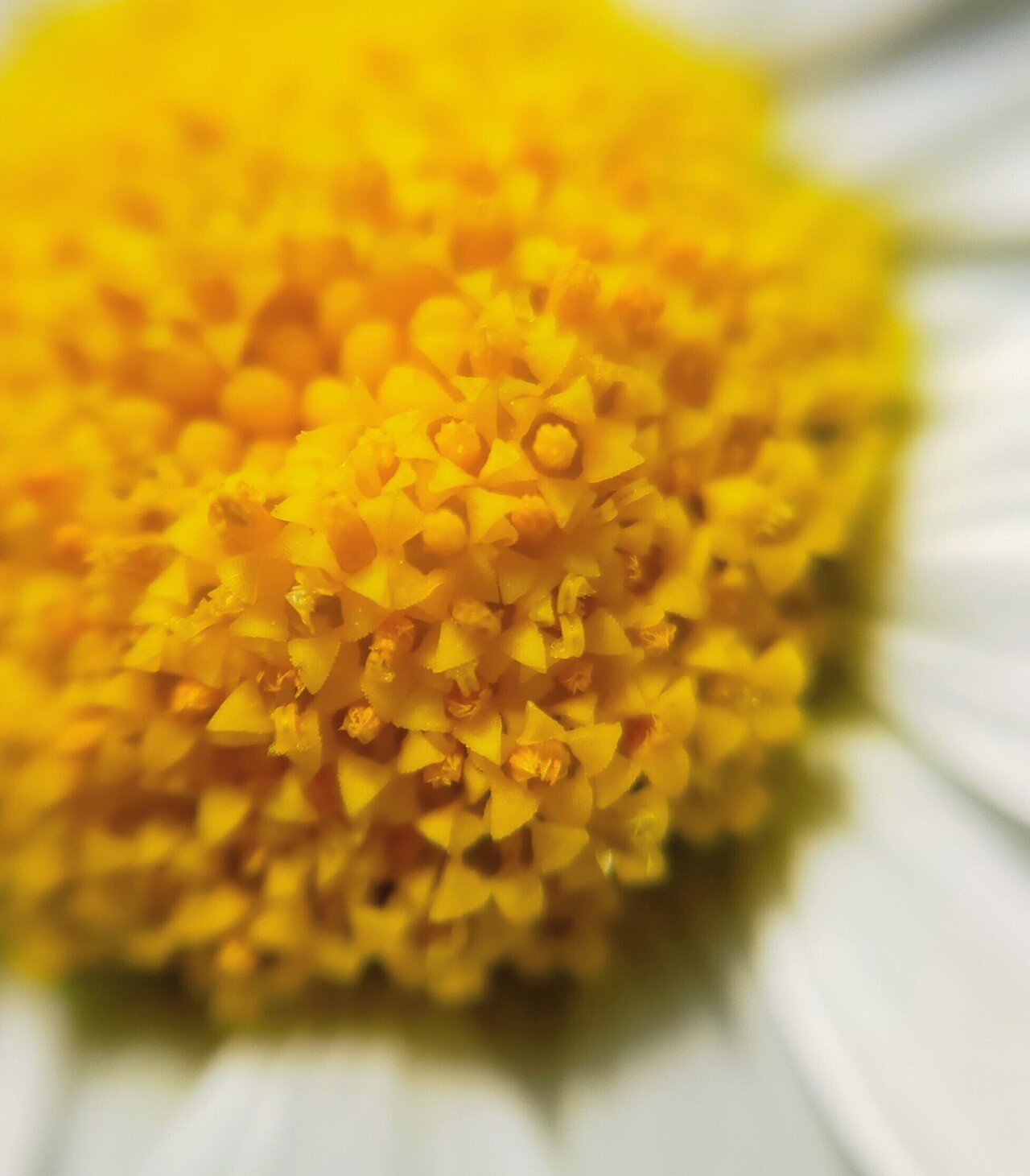おはようございます 黄に白に 春陽ぞ愛でつ 花笑う ﾟ ﾟ ﾟ 望美 写真 3d弁当 Note