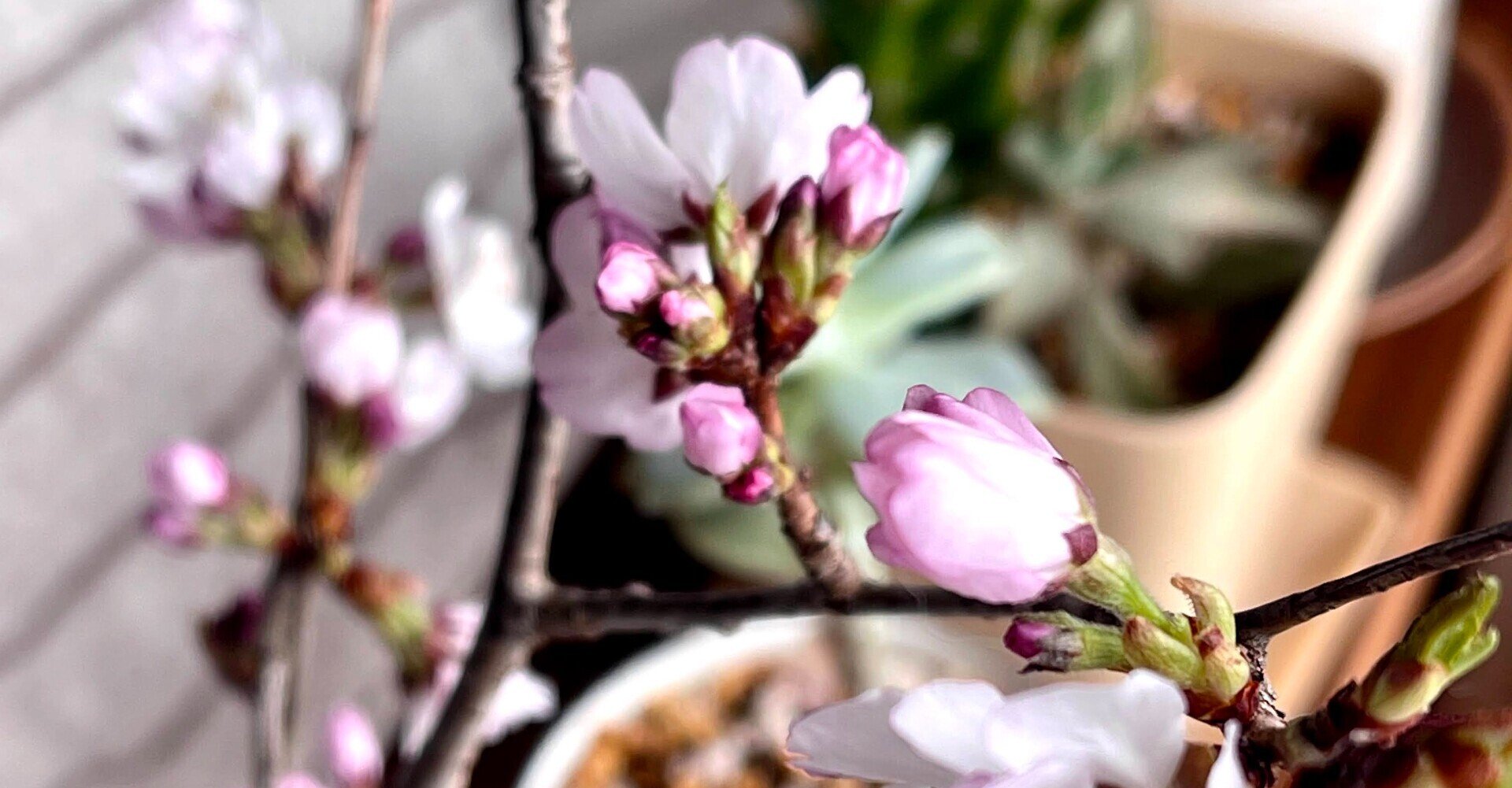 桜 挿し木に挑戦してみる Double K Note 桜 挿し木に挑戦してみる Double K Note