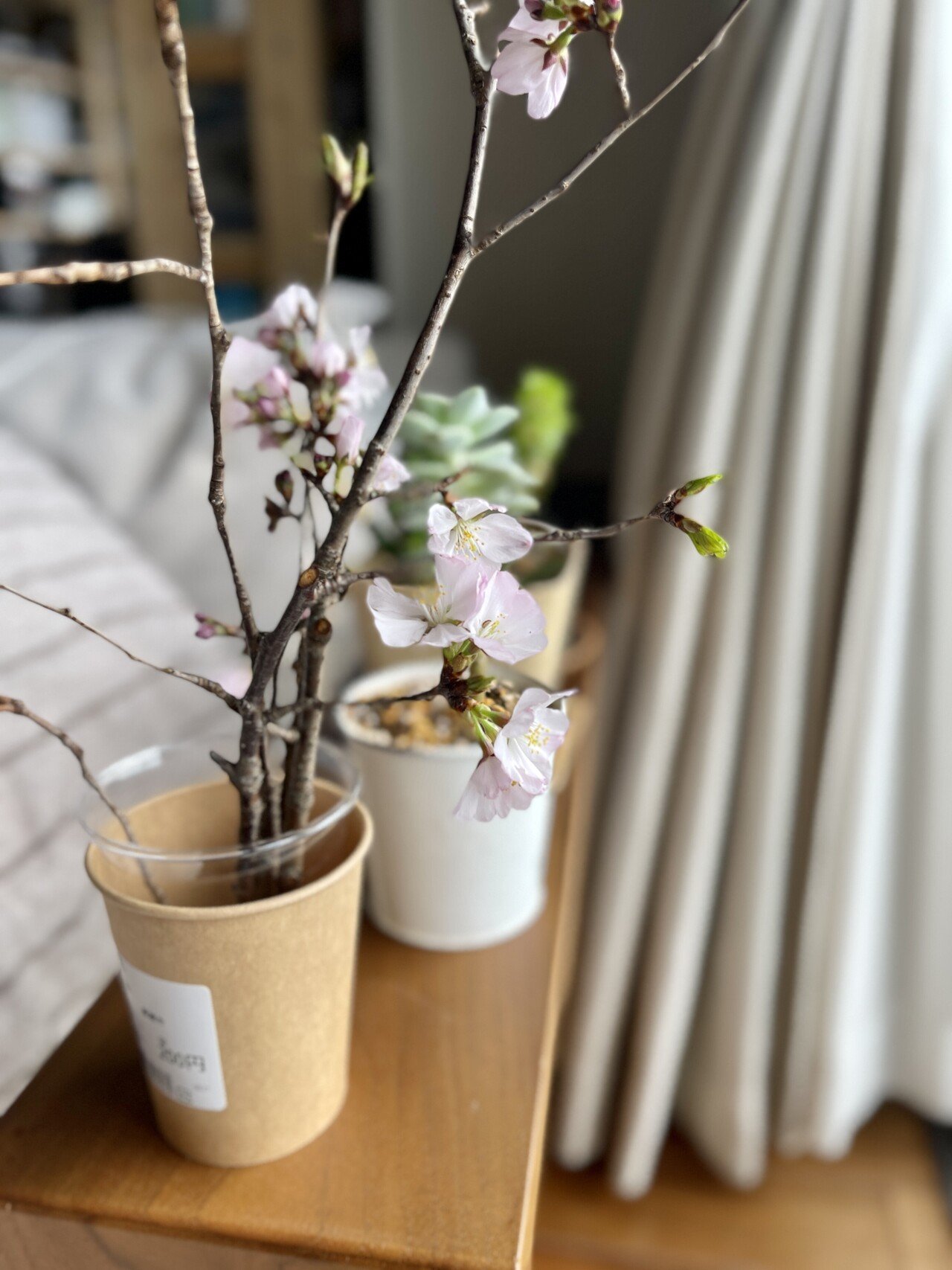 桜 挿し木に挑戦してみる Double K Note 桜 挿し木に挑戦してみる Double K Note