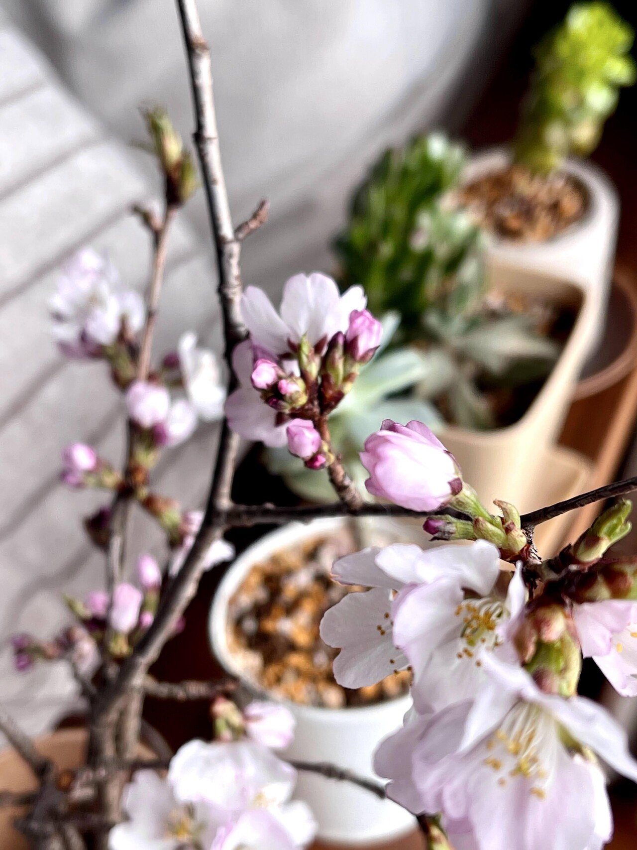 桜 挿し木に挑戦してみる Double K Note 桜 挿し木に挑戦してみる Double K Note