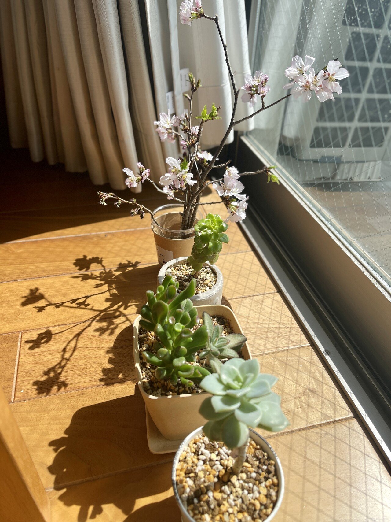 桜 挿し木に挑戦してみる Double K Note 桜 挿し木に挑戦してみる Double K Note