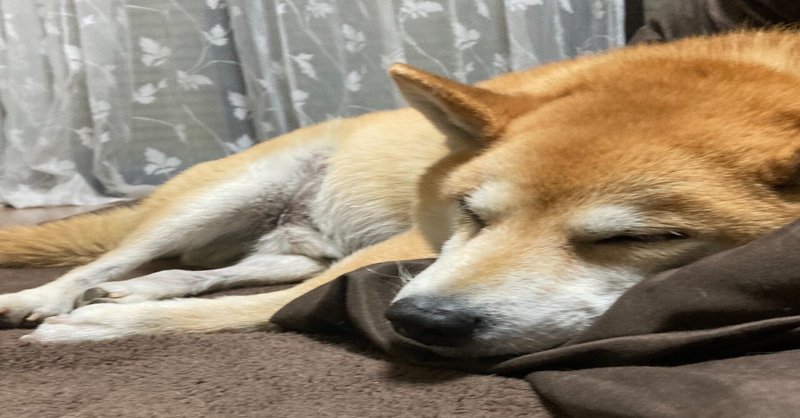 いい寝顔ですね コロ Note