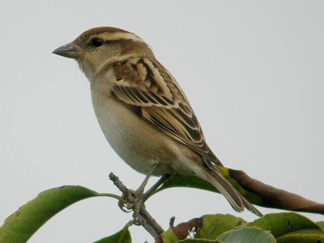 第1528回 スズメに似た鳥｜翆野 大地