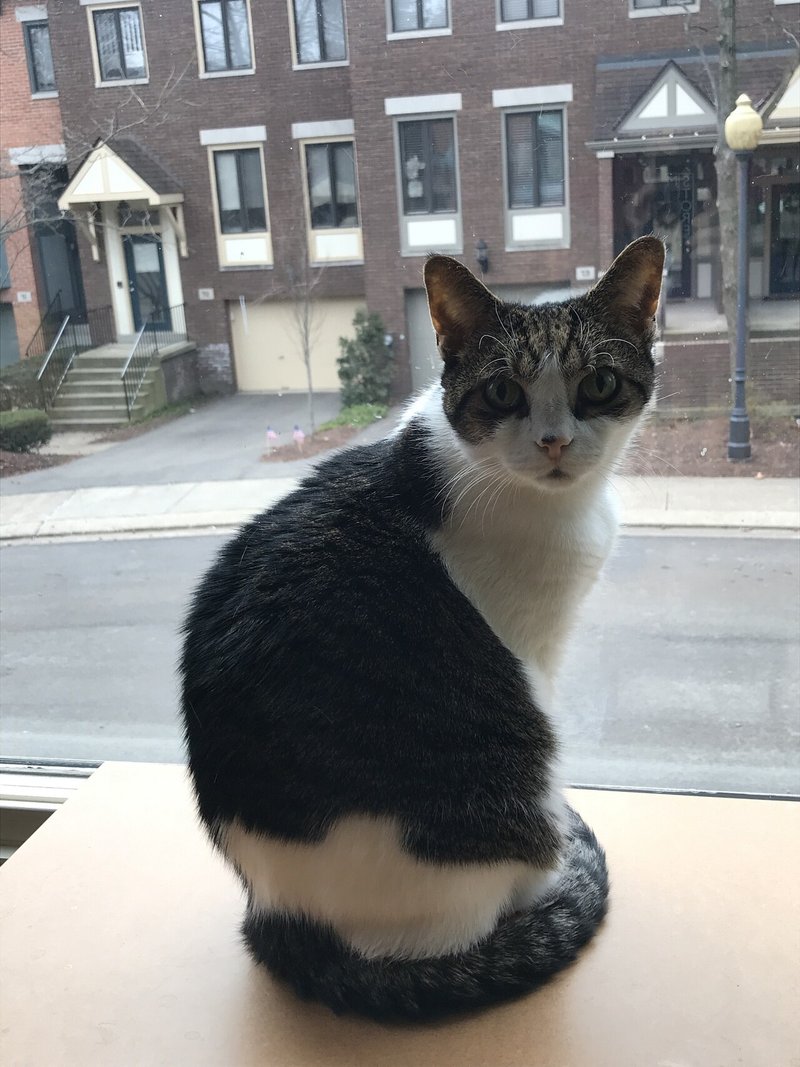 大学生活に猫はいかが サルタック シクシャ Note 大学生活に猫はいかが サルタック シクシャ Note
