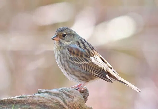 第1528回 スズメに似た鳥|翆野 大地