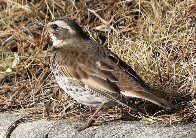 第1528回 スズメに似た鳥｜翆野 大地