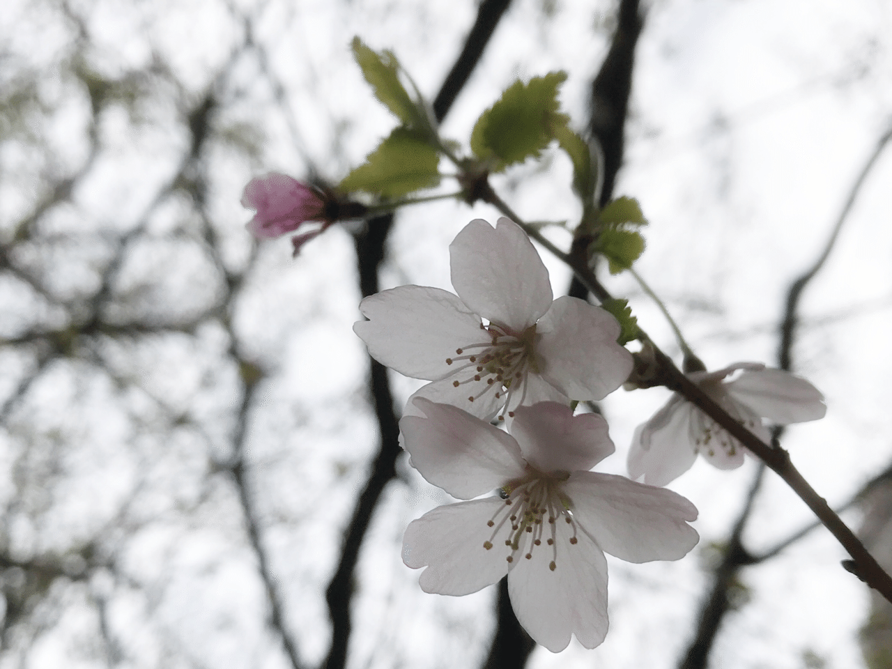 花曇りって こんな感じ 今朝 会社への道すがらで 桜を見上げて激写 今日みたいなのを 花曇り って言うんでしょうね 日本っていいなあ 花曇りとは サクラの咲く季 井垣利英 ちょこっとマナー 会話美人ひと言レッスン Note