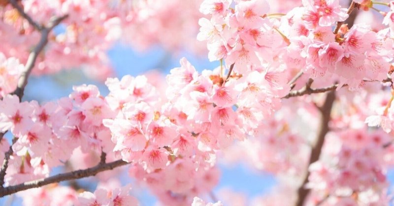 下を向いて咲く桜に学ぶ 川本えこ Note