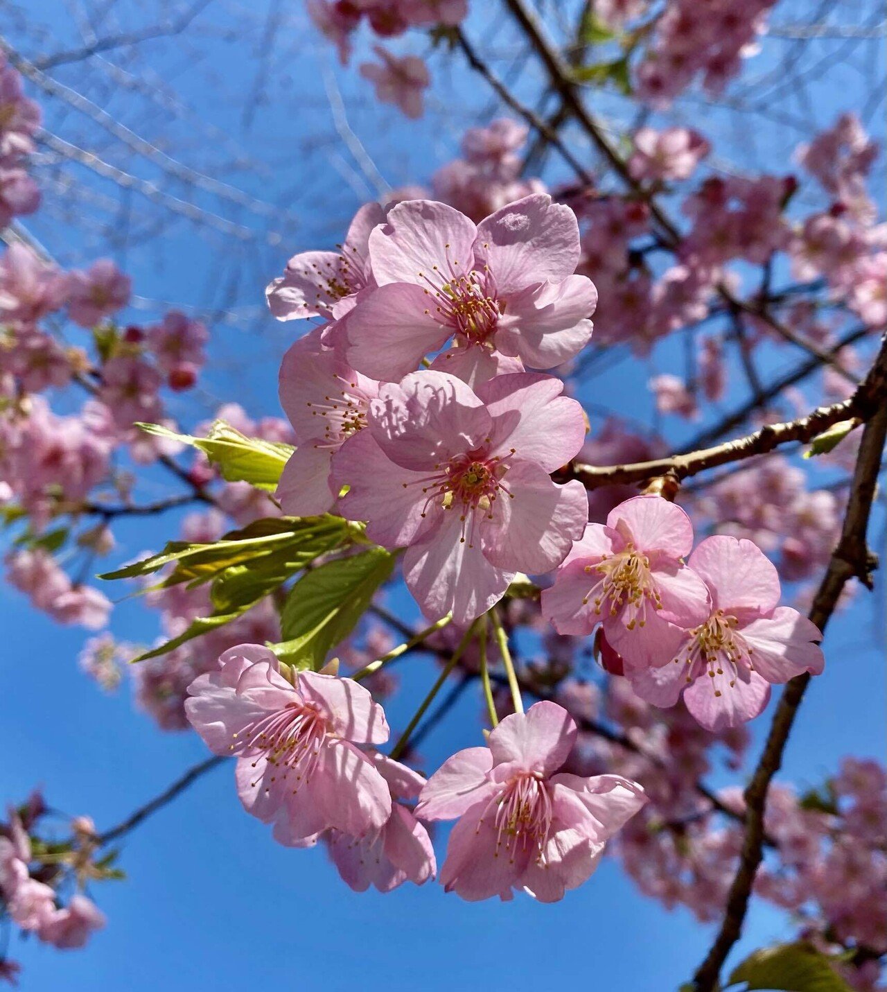 下を向いて咲く桜に学ぶ 川本えこ Note