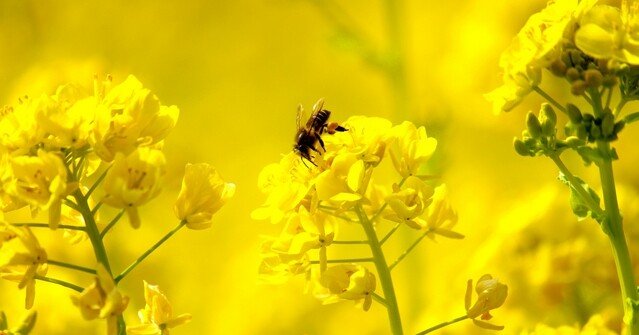 北海道に花粉症はない くりあ Note