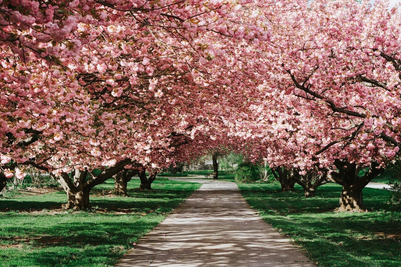 会社のwindows10パソコンで デスクトップテーマを Cherry Blossoms に設定した 壁紙が満開の桜フォトになり まさに春到来 仕事にも季節感は大切だ だが可憐な桜の花たちに囲ま けん Note