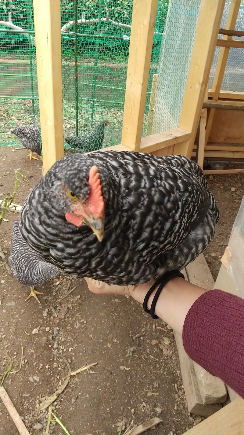 鶏たち 成長中 の現在地はどこ 基礎知識がなかったので確認 Satomi Ogawa Note