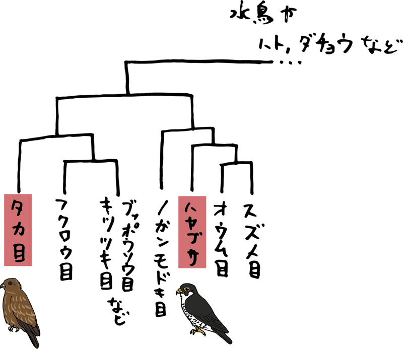 他人の空似 ハヤブサとトビの話 浜松科学館 みらいーら 他人の空似 ハヤブサとトビの話 浜松科学館 みらいーら