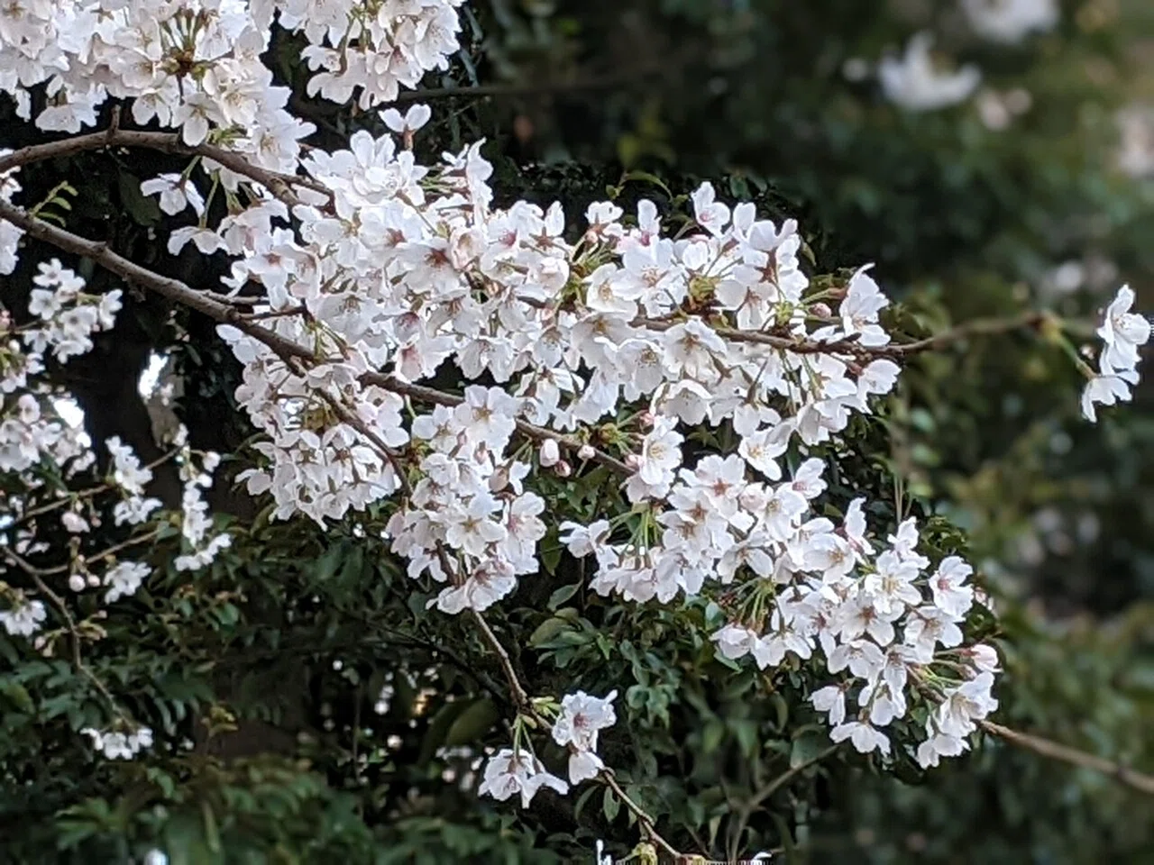 桜を愛でる時間 待ち焦がれて 柘榴 Note
