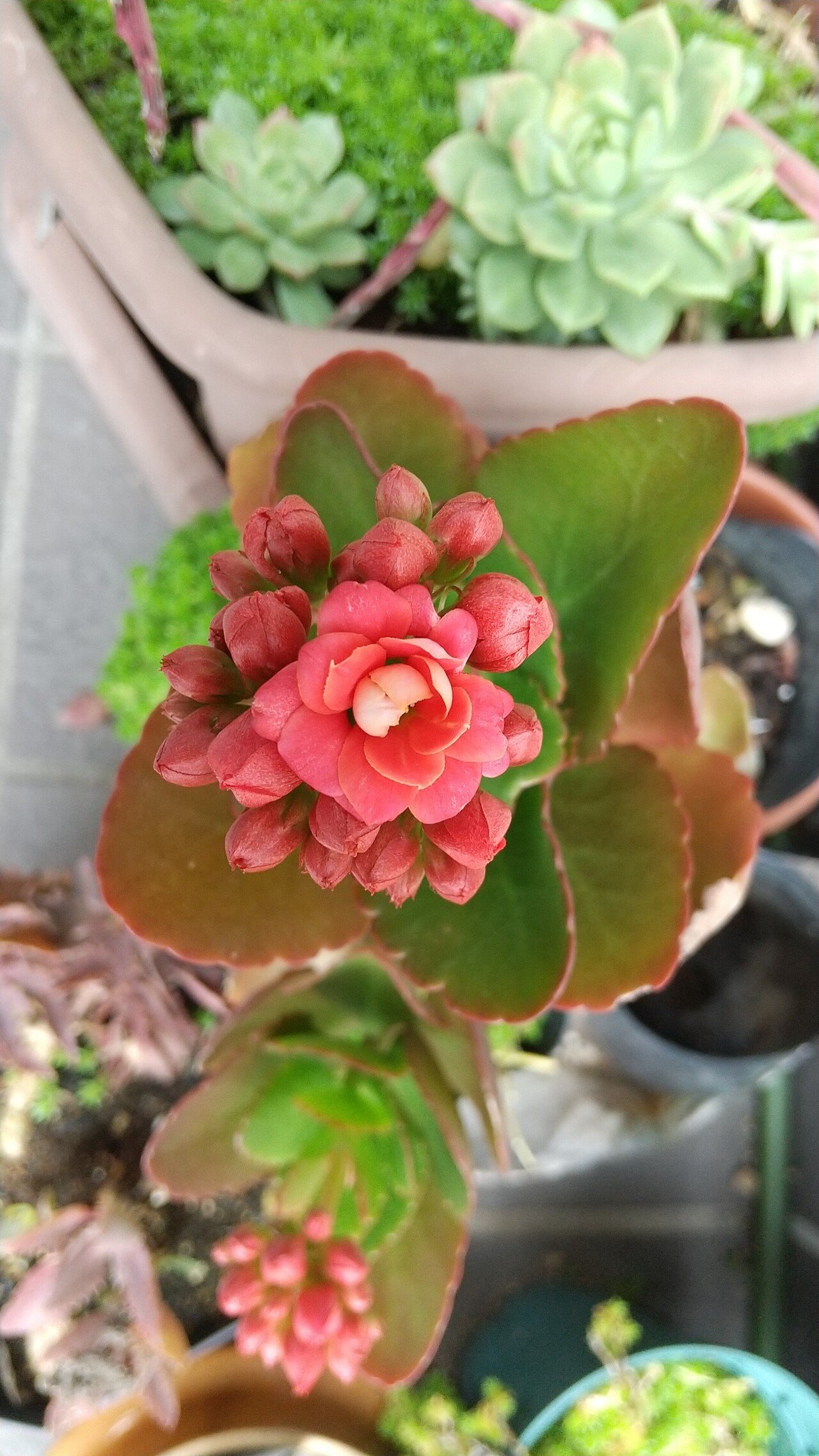 カランコエ クイーンローズ めいず Note