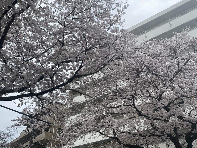 3月14日には、中野通りの固い蕾だった桜。一斉に開花。花びらを散らし始めている木もらある。