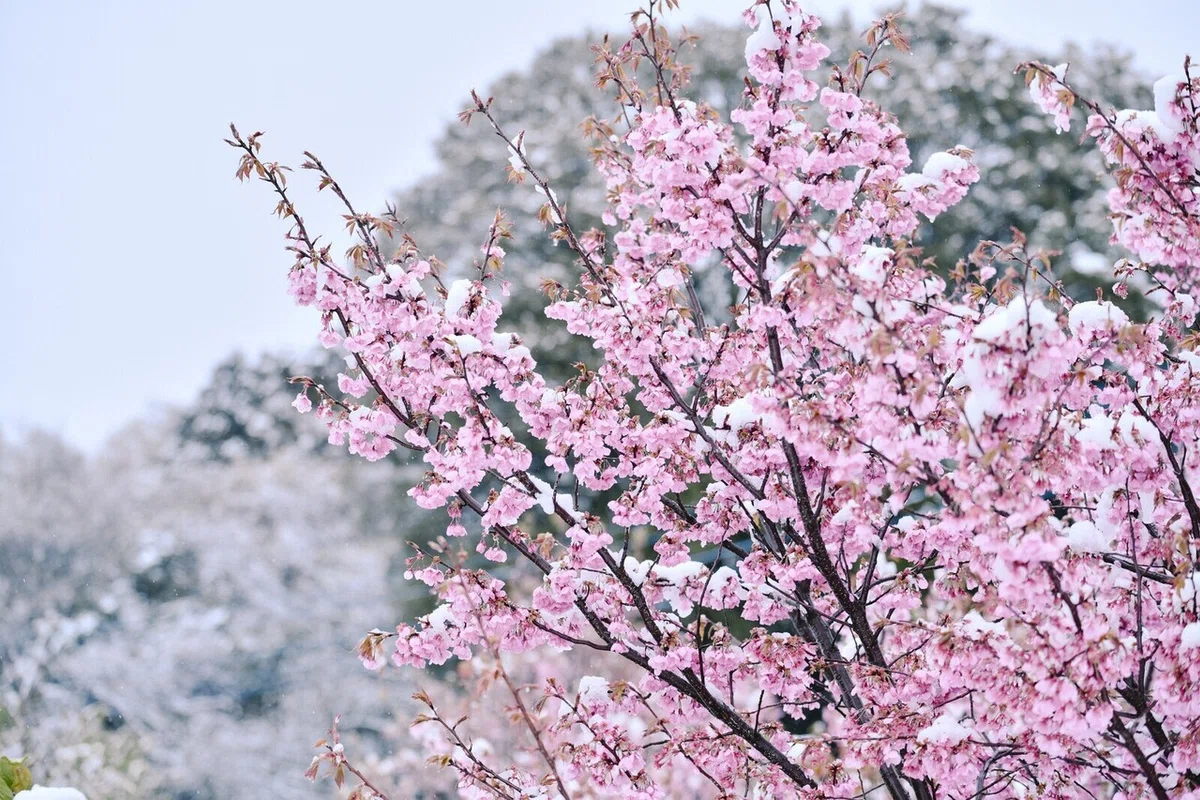 画像13